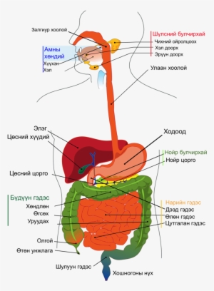 Digestive System Diagram Mn - Colourful Picture Of Digestive System #788824