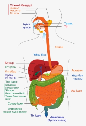 It Is Part Of The Digestive System, Which Extends From - Digestive ...