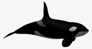 Killer Whale Clipart White Background - Killer Whale No Background #788934