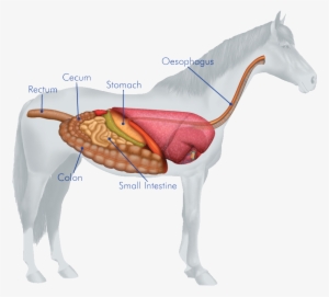 Horses Digestive System - Esophagus Of A Horse #788978