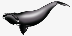 United States Clip Art By Phillip Martin - Ga State Marine Mammal #788980