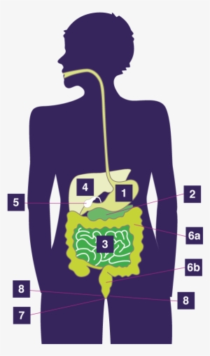 Anatomy Digestive System - Waste Is Stored Before It Leave The Body #789237