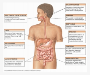 Digestive System Function #789255