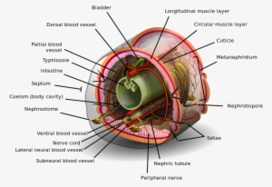 Earthworms Digestive System Best Of Earthworm - Formation Of Vegetable Mould Through The Action Of #789311