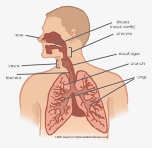 Respiratory System 1 - Does Each Part Of The Bunch Lation #789365