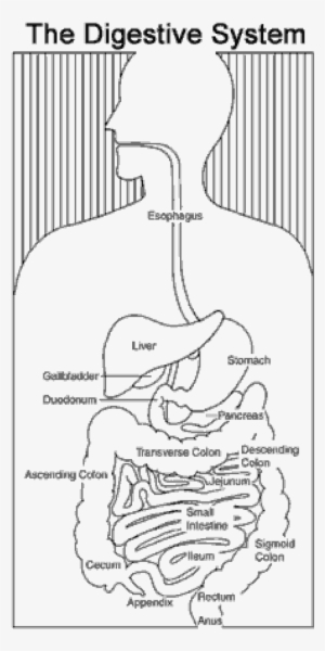 Gas Clipart Digestive System - Muscle - Free Transparent PNG Download