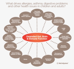 Risk Factors That Default Immune System - Interconnection Of Body Systems #789547