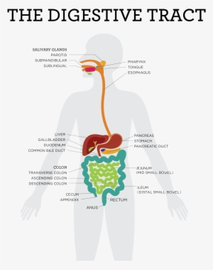 Sugar - Enzymes Maltase Sucrase And Lactase Produced #789692