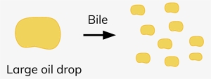 Bile Breaks Up Fats Into Tiny Droplets, Through A Process - Circle #789796