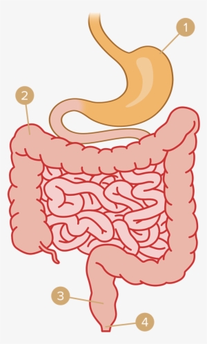 Gas Clipart Digestive System - Muscle #789823