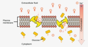 Fig 1 Sodium Moves Down Its Concentration Gradient, - Secondary Active ...