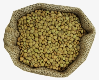 Llentia Pardina - Pulse #7800665