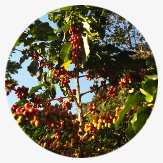 Rodríguez De Mendoza Amazonas - Rodriguez De Mendoza Amazonas #7802251