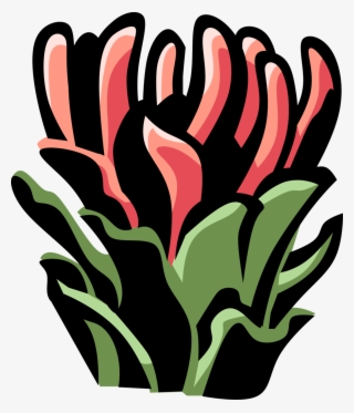 Vector Illustration Of Protea Botanical Horticulture #7802984