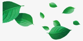Leaf Vector Png - Tea Leaves Vector Png #7803583