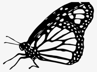 Monarch Butterfly Clipart Outline - Monarch Butterfly Clipart Black And White #7804875