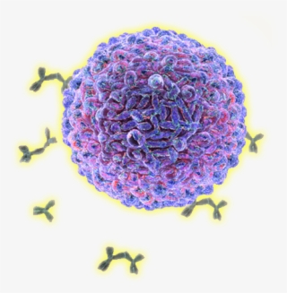 Immune Cells #7807253