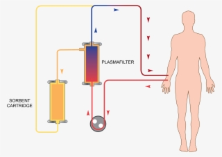 Ppt Slide 24 Selective Aferesi - Diagram #7807291