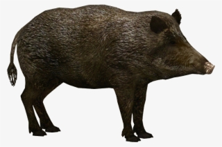 Boar Png #7811630