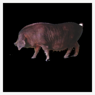Free Boar Pngs - Darkness #7811953