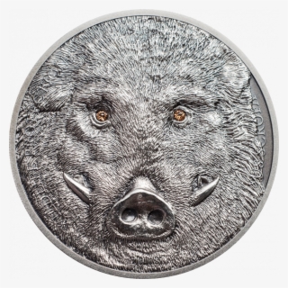 Wild Boar Sus Scrofa, Cit Coin Invest Trust Ag / B - Wild Boar #7812756