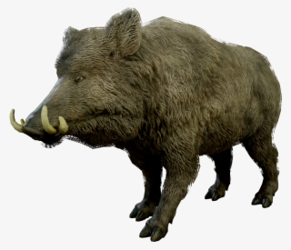 Babi Hutan Png #7812977