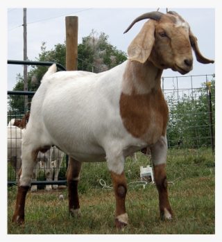 Earning From Goat Farming - Best Goat #7813884