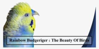 Preview Overlay #7818190