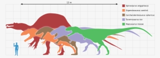 Kem Kem Morocco Spinosaurus Size Next To Human - Carcharodontosaurus Vs T Rex Size #7818483