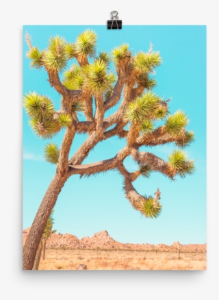 Joshua Tree & Turquoise Skies Print - Painting #7824011
