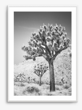 Joshua Tree - Picture Frame #7824069