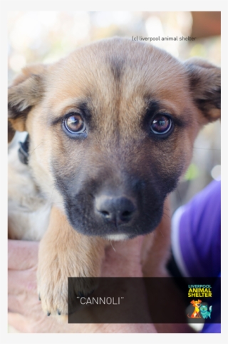 Photo Of Cannoli - Companion Dog #7826153