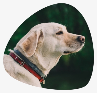 Contact Us - Dog #7826156