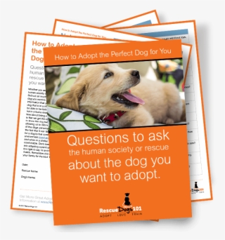 Asking All The Right Questions When Adopting A Dog, - Companion Dog #7826478