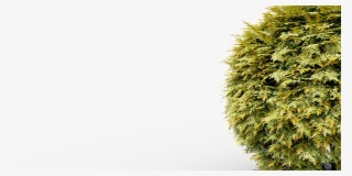 Thuja Golden Globe Bush - Thuya #7826941