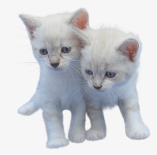 Cat, Isolated, Cut Out, Kitten, White, Pet, Animal - Cat #7828902