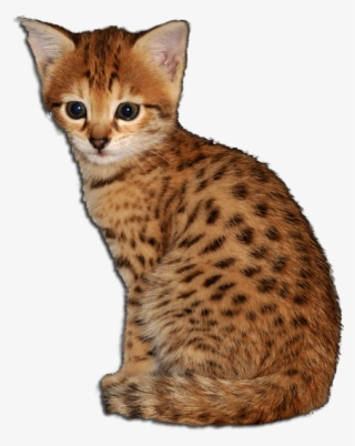 Coco - Savannah #7829036