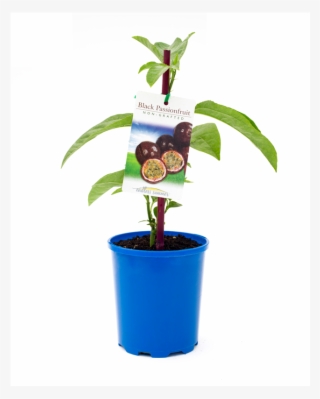 Passion Fruit Plant Bunnings #7829581