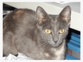 Photo Of Lorde - Domestic Short-haired Cat #7830583