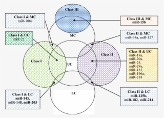 Relationship Between Frequency Of Mirna Report And - Circle #7833850