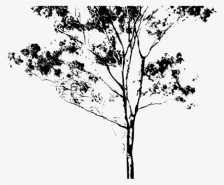 Eucalyptus Clipart Gum Leaves - Australian Trees Png Outline #7834912