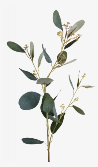 S3810grn Eucalyptus Spray With Seed - Perforate St John's Wort #7835128
