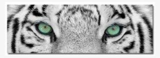 Tiger Eyes - Weißer Tiger #7837119