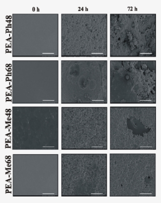 Sem Images Of Pea Films Following 72 H Of Incubation - Floor #7838041