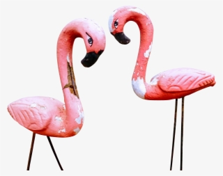 1834 X 1834 1 - Greater Flamingo #7838075