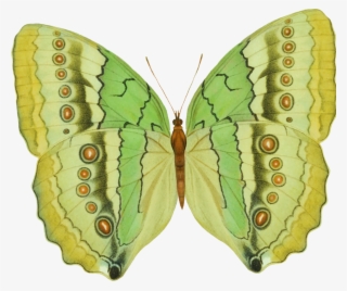 Image Du Blog Zezete2 - American Painted Lady #7838103