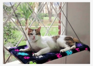 Cama Colgante De Ventana - Domestic Short-haired Cat #7838573