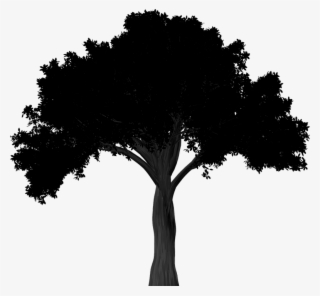 Oak Tree Silhouette Png - American Elm Tree Silhouette #7839491 Oak Tree Silhouette Png - American Elm Tree Silhouette #7839491