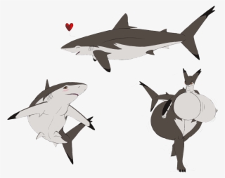 Clipart Freeuse Library Great White Chondrichthyes - Hd Shark #7840277