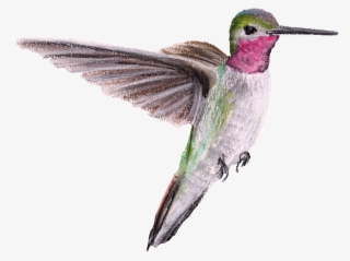 Ruby-throated Hummingbird #7841535
